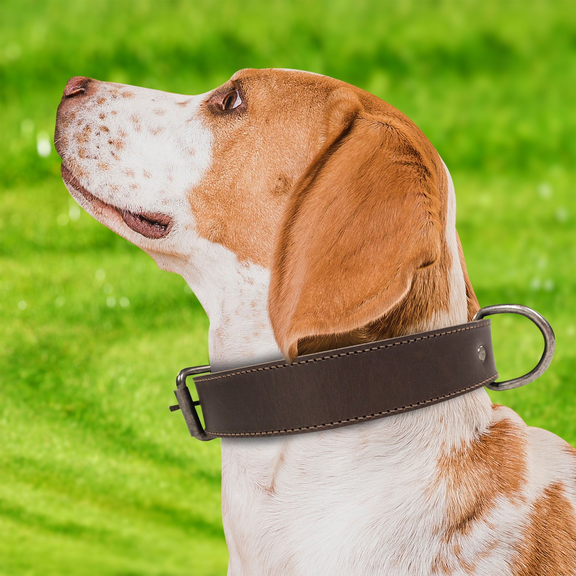 A dog wearing the Classic Dog Collar by Taco Dog, showing its perfect fit and stylish appeal. Crafted from high-quality full grain leather, this adjustable collar serves as the ideal outdoor accessory for pets. Classic Dog Collar 1.25" Wide, handmade by artisans in La Antigua Guatemala.