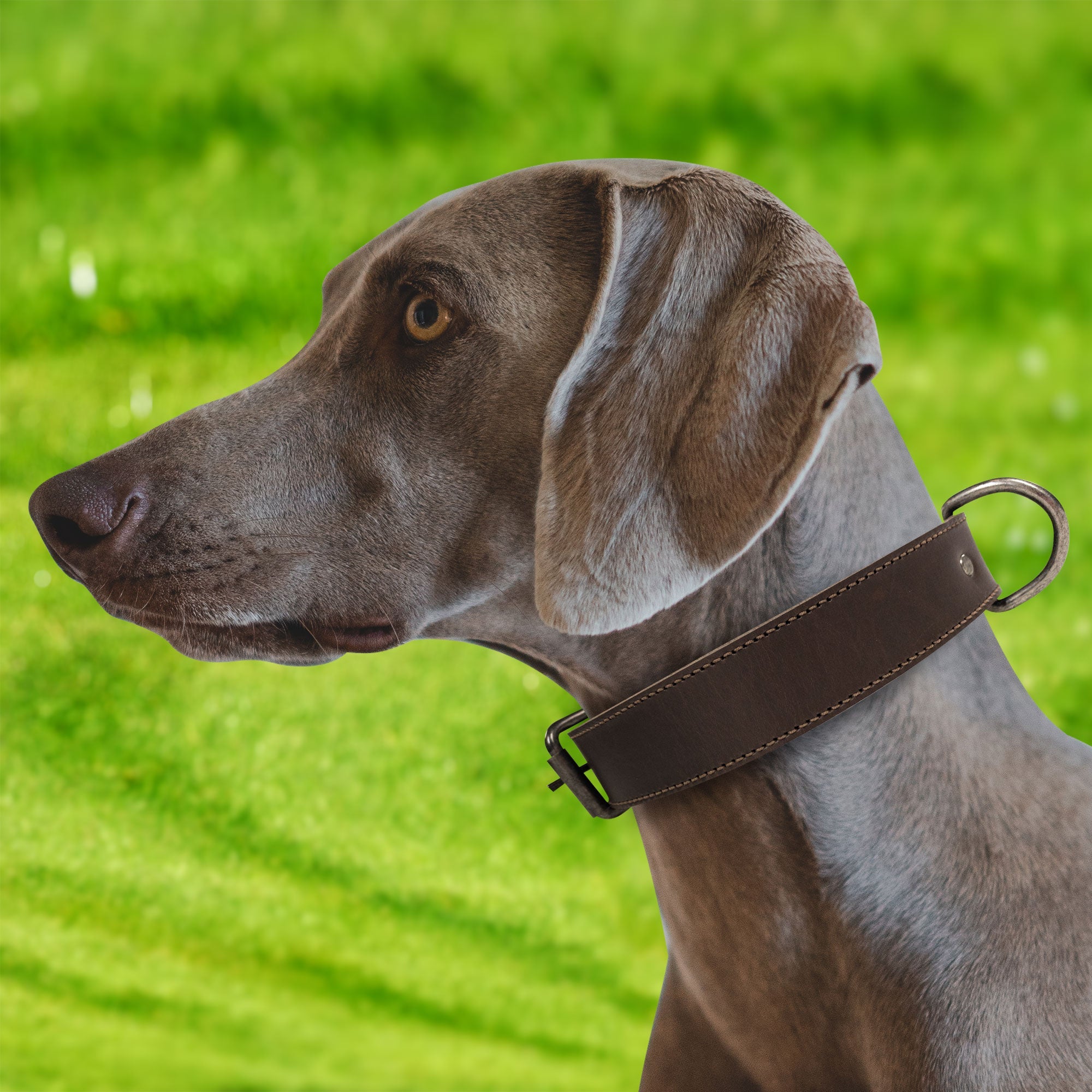 A profile shot of a dog with the Classic Dog Collar by Taco Dog, exemplifying its comfortable fit and stylish look. Made from premium full grain leather, this adjustable collar is ideal for outdoor use. Classic Dog Collar 1.25" Wide, handcrafted by artisans for quality and durability.