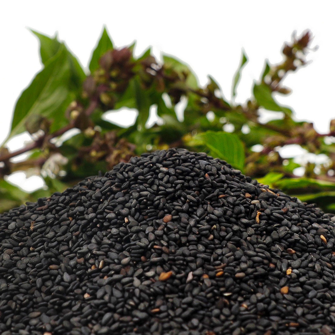 Black Sesame Seeds - Stockyard X 'The Leather Store'