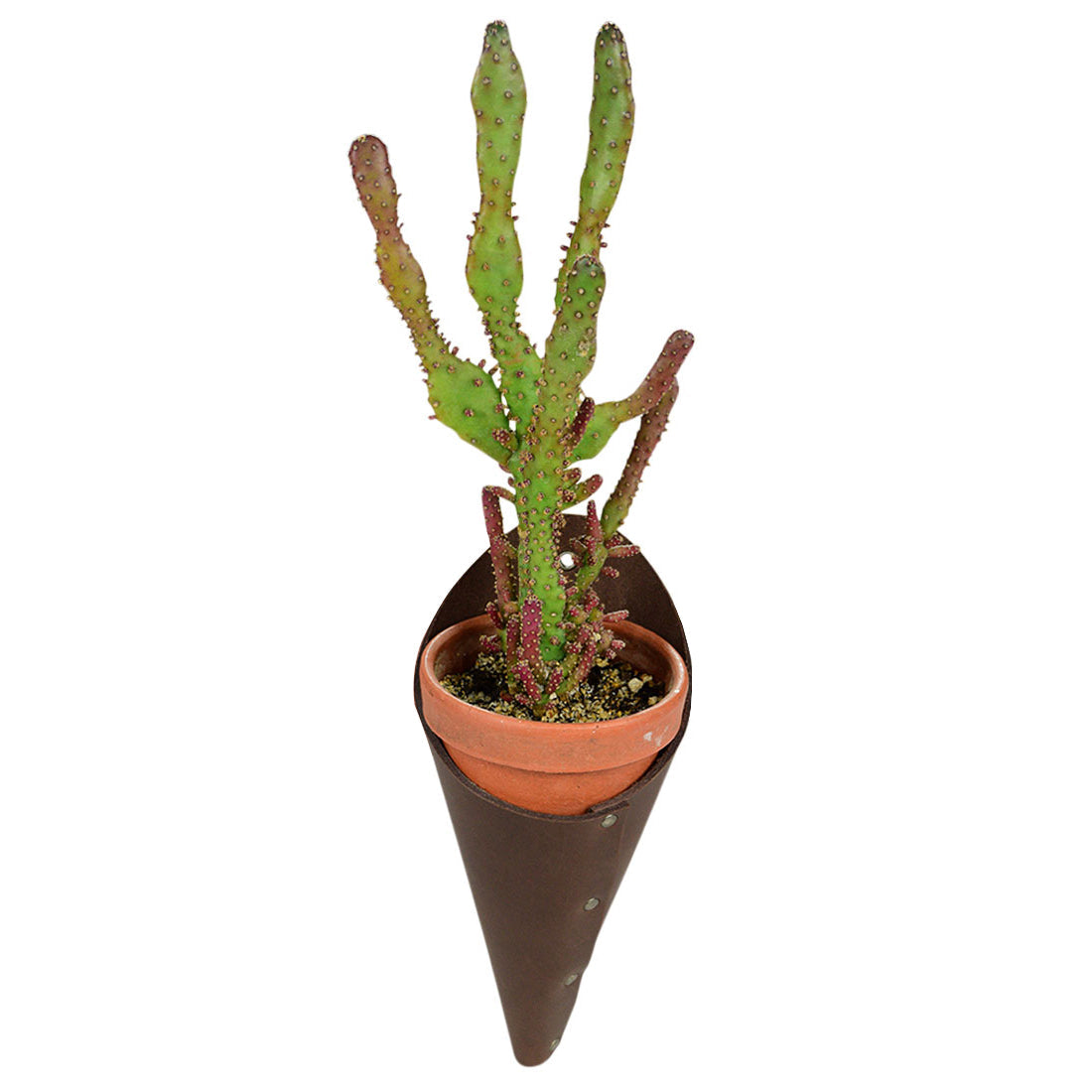 Air Plant Holder - Stockyard X 'The Leather Store'