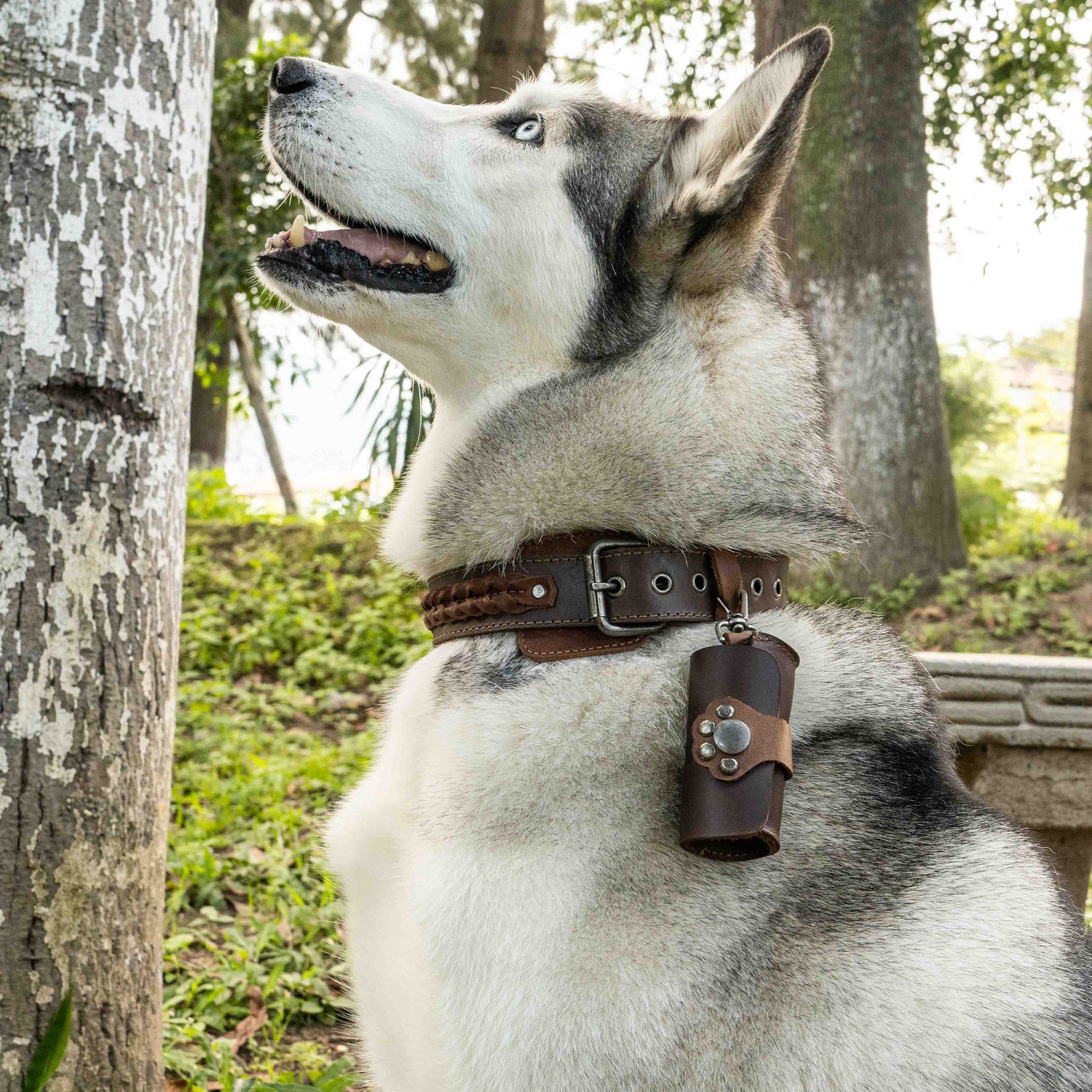 A Siberian Husky wearing a Taco Dog Paw Poop Bag Pouch attached to its collar, demonstrating the pouch's practicality and style. This full grain leather carrier makes dog walks more convenient by offering easy access to poop bags. Handmade in La Antigua Guatemala, combining artisan craftsmanship with functionality.