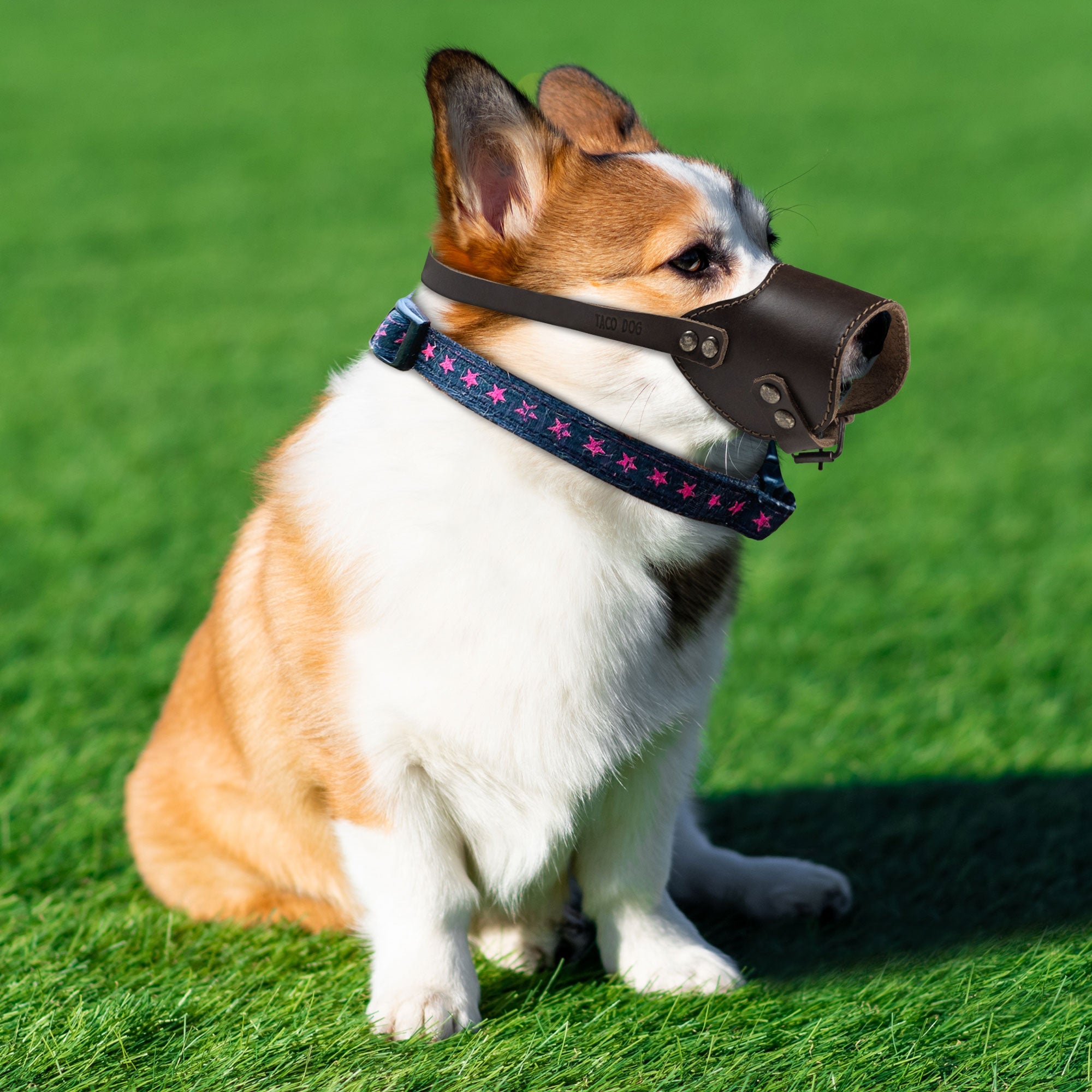 A corgi wearing the Adjustable Dog Muzzle by Taco Dog while sitting on green grass, emphasizing the comfort and secure fit of this artisan-crafted muzzle made from full grain leather, ideal for training and safety. Hand produced in La Antigua Guatemala, showcasing quality craftsmanship.