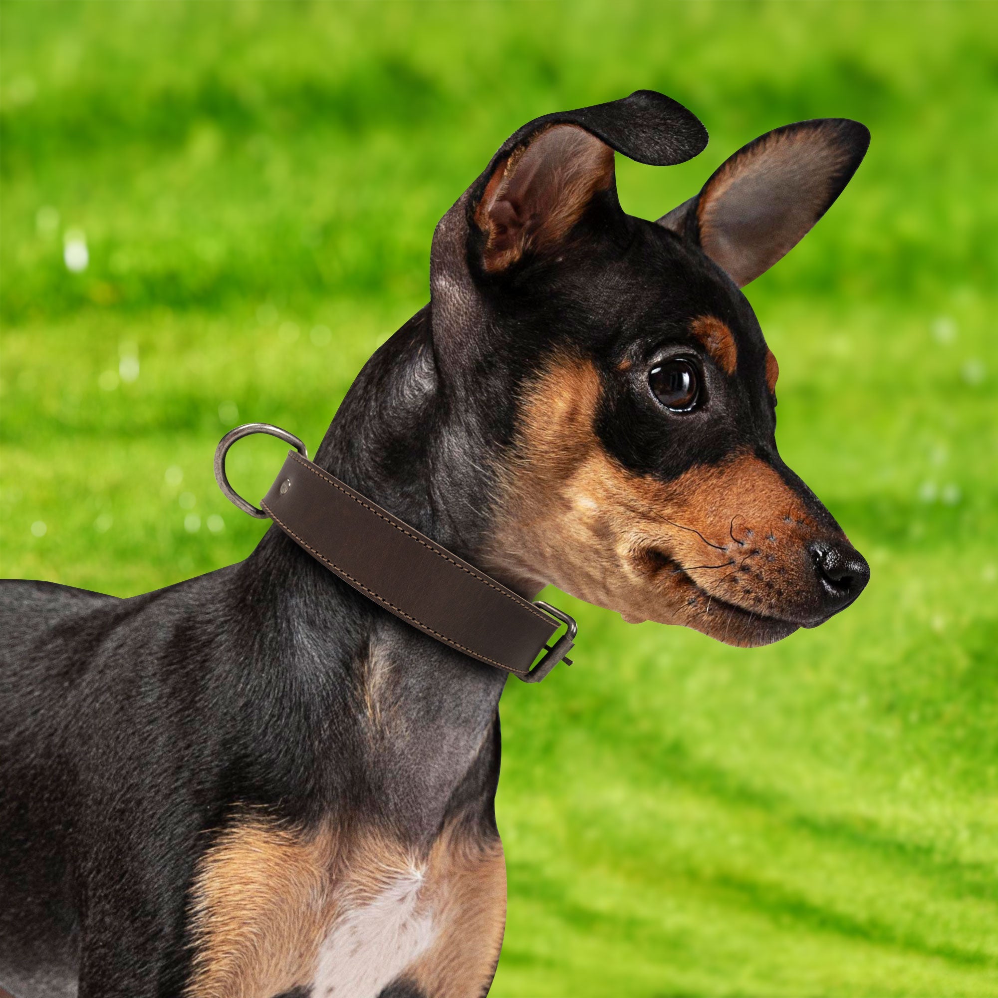 A dog wearing the Classic Dog Collar by Taco Dog, showcasing its stylish look and full grain leather material. This adjustable collar for your puppy is a great outdoor accessory for pets, highlighting the artisan craftsmanship in each piece. Classic Dog Collar 1.25" Wide, handmade in La Antigua Guatemala & Oaxaca Mexico.