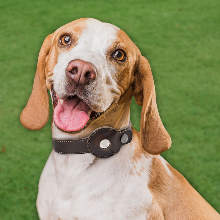 Dog Collar with Compartment for AirTag