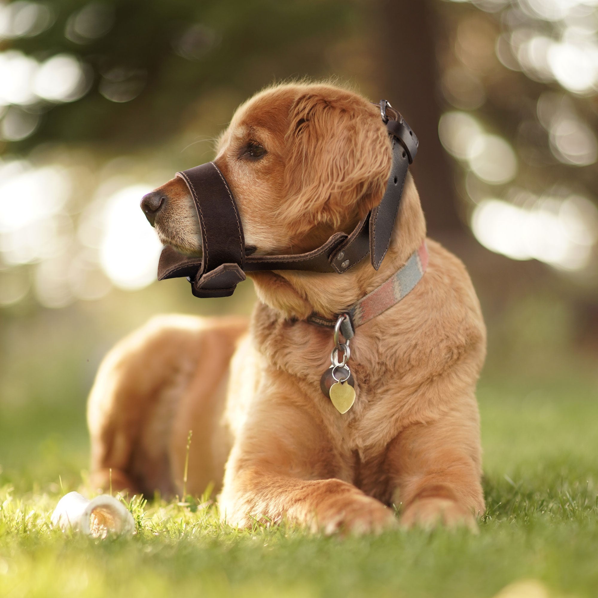 Golden retriever wearing the Adjustable Dog Muzzle by Taco Dog, designed to prevent chewing while ensuring comfort. Made from full grain leather, this handmade pet accessory is a rustic guard that combines artisan craftsmanship with functionality.