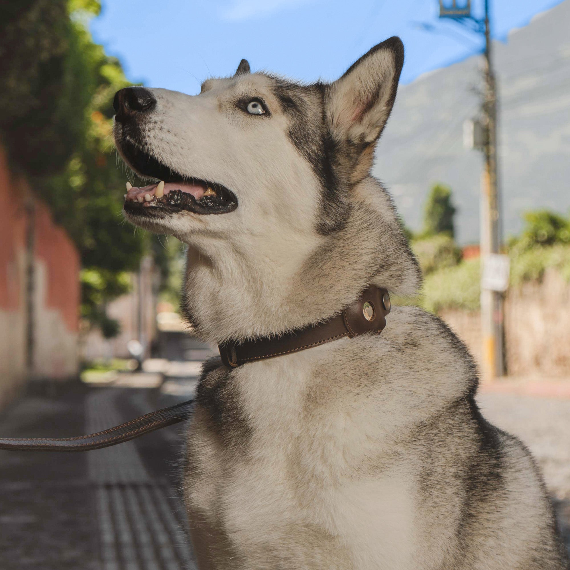 A happy Husky wearing Taco Dog's Dog Collar with Compartment for AirTag, featuring a built-in GPS holder. This Full Grain Leather accessory combines style and functionality, handcrafted by artisans in La Antigua Guatemala & Oaxaca Mexico.