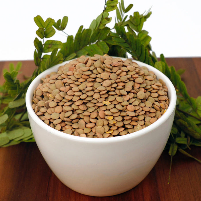Lentil Beans - Stockyard X 'The Leather Store'