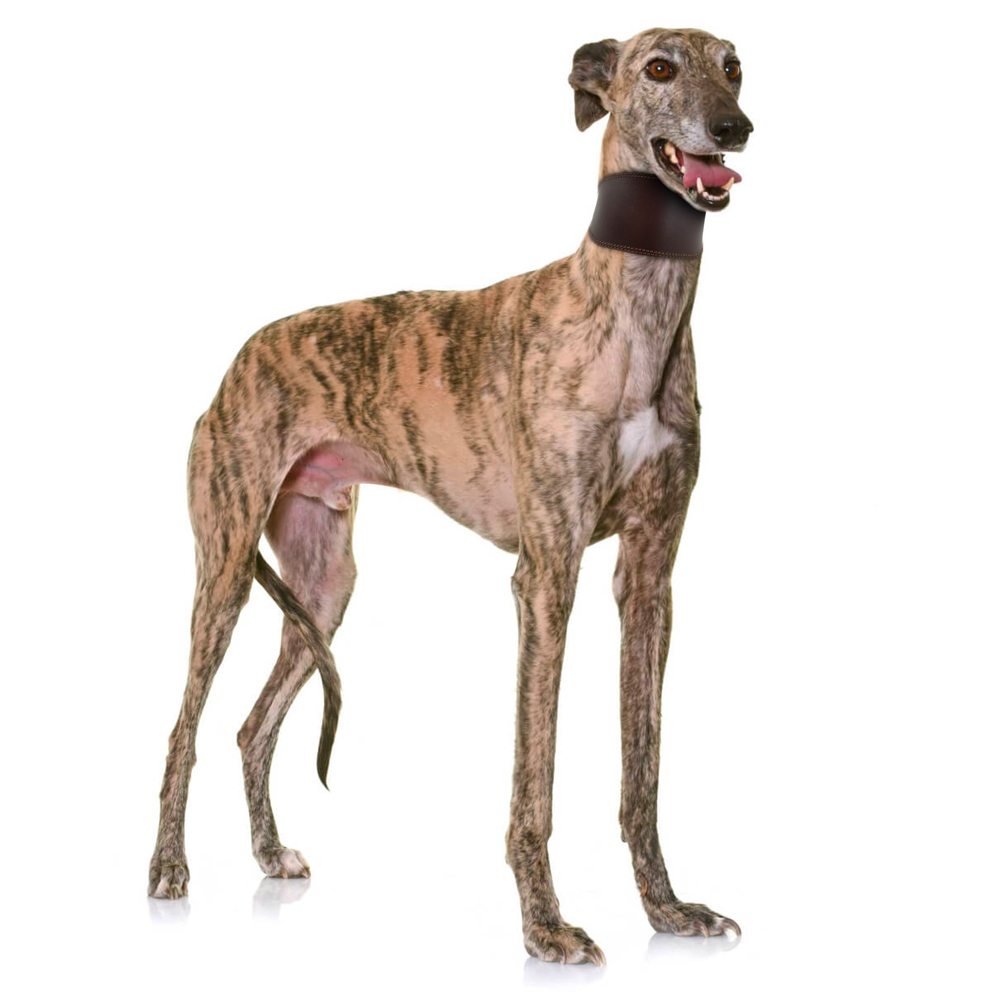 Sighthound dog wearing a Taco Dog Sighthound Dog Collar, showcasing its stylish fit and comfort. This handmade collar is crafted from Full Grain Leather, providing a gentle, durable hold for your dog.