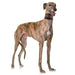 Sighthound Dog Collar - Stockyard X 'The Leather Store'