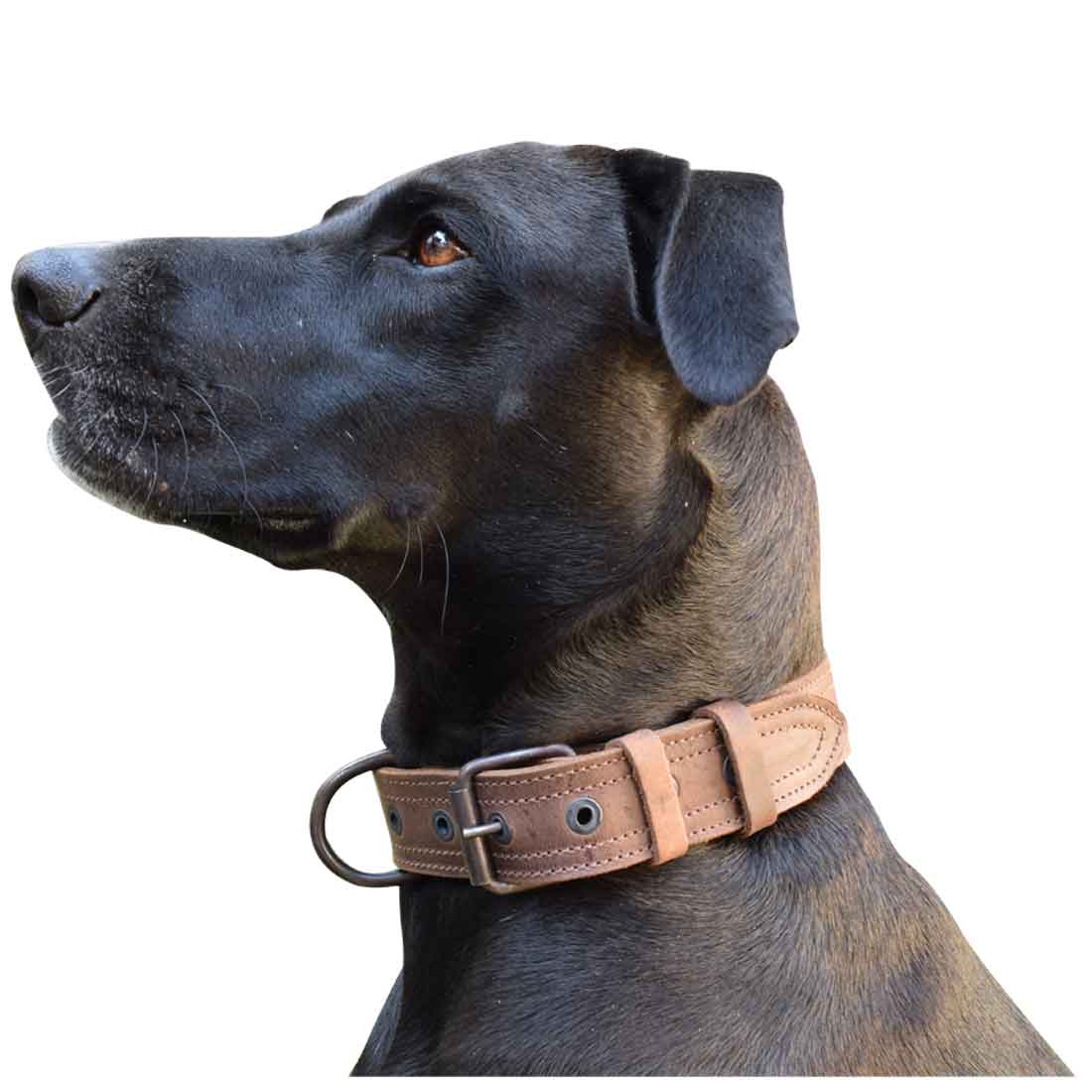 Leather Medium Dog Collar (12 to 21 in.) - Stockyard X 'The Leather Store'